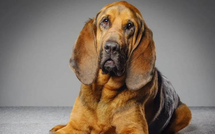 Bloodhound 